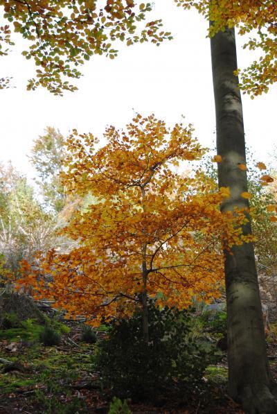 Bild zu so ein schöner Herbst ... - Baby Forum - Allgemeine Themen