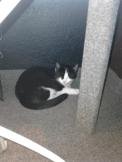 Bild zu Nochmal wegen der Katze im Geschäft von heute morgen. - Baby Forum - Allgemeine Themen