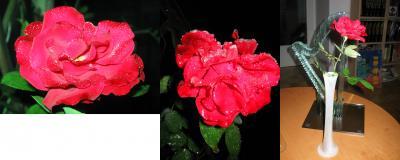 Bild zu Unsere arme Rose - Baby Forum - Allgemeine Themen