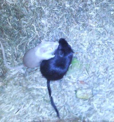 Bild zu falls wer wissen will, wie es meinen Mäusen geht... - Baby Forum - Allgemeine Themen