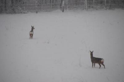 Bild zu vor 2 Min vor unserer Tür .... - Baby Forum - Allgemeine Themen