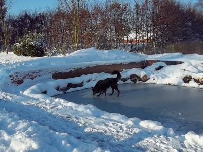 Bild zu Schlittpfotlaufen :-) - Baby Forum - Allgemeine Themen