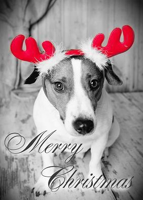 Bild zu tierquälerei... - Baby Forum - Allgemeine Themen