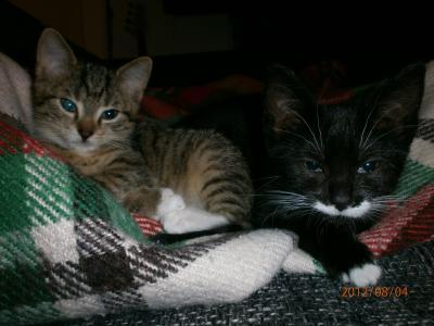 Bild zu Frage an die Katzenhalter - Baby Forum - Allgemeine Themen