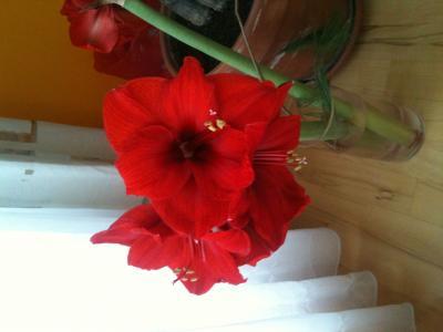 Bild zu Noch jemand da? Wie heißt denn diese Blume? - Baby Forum - Allgemeine Themen
