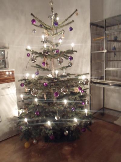 Bild zu Hier ist mal unser Baum - Baby Forum - Allgemeine Themen