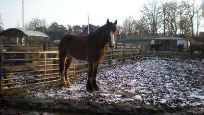 Bild zu Wo grad das Thema Pferd ist...Wer kennt sich aus? - Baby Forum - Allgemeine Themen