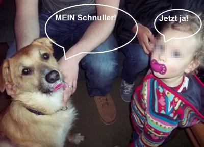 Bild zu Mein Hund - Baby Forum - Allgemeine Themen