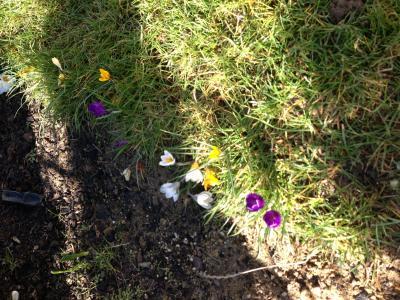 Bild zu Sucht jemand den Frühling? - Baby Forum - Allgemeine Themen