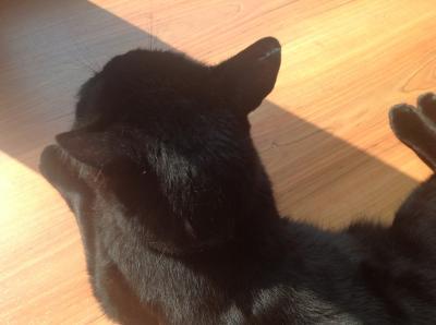 Bild zu Mein Kater kam eben verprügelt nach Hause... - Baby Forum - Allgemeine Themen