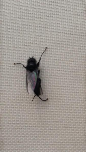 Bild zu Insekten -Kenner anwesend? Was sind das für Viecher ? - Baby Forum - Allgemeine Themen