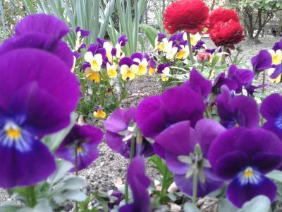 Bild zu Unser Garten blüht :))) - Baby Forum - Allgemeine Themen