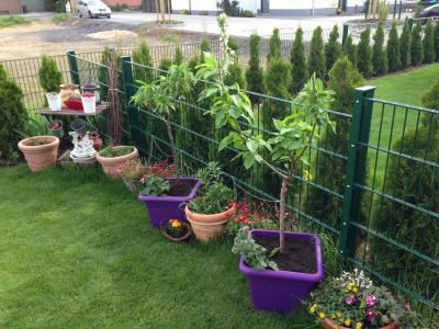 Bild zu Jetzt hab ich auch Obstbäume im Garten;-)))) - Baby Forum - Allgemeine Themen