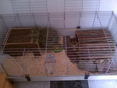 Bild zu Kaninchen Update - Baby Forum - Allgemeine Themen