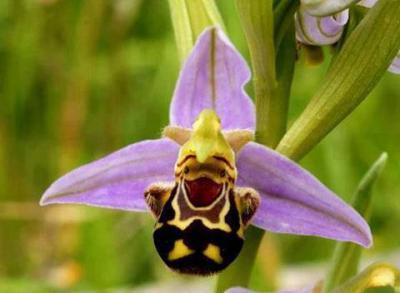 Bild zu Orchidee.. - Baby Forum - Allgemeine Themen