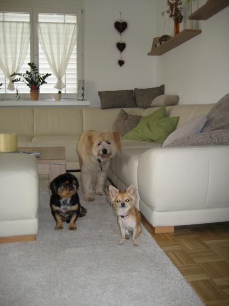 Bild zu