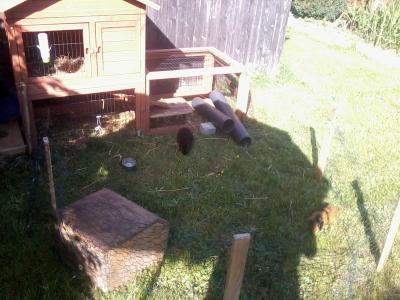 Bild zu mein meerschweinchen ist runtergefallen :( - Baby Forum - Allgemeine Themen