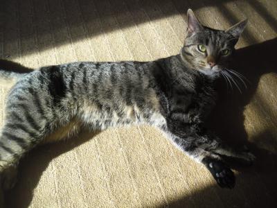 Bild zu frage an die Katzen kenner.... - Baby Forum - Allgemeine Themen