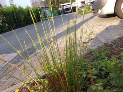 Bild zu Kann mir jemand sagen ... - Baby Forum - Allgemeine Themen