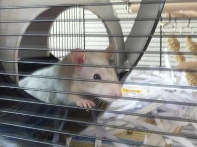 Bild zu ratzis sind nun eine woche da... - Baby Forum - Allgemeine Themen