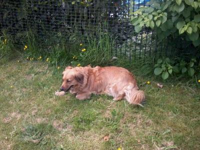 Bild zu sind hier auch hundezüchter, oder jemand der sich mit ernährung für hunde - Baby Forum - Allgemeine Themen