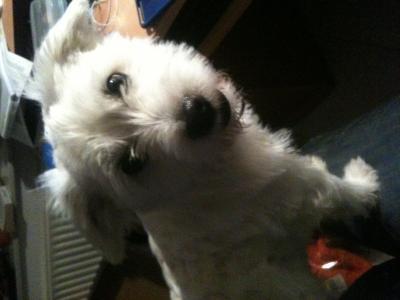 Bild zu Wir haben Zuwachs :) - Baby Forum - Allgemeine Themen