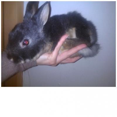 Bild zu Ernährung Babykaninchen & Ohrthermometer - Baby Forum - Allgemeine Themen