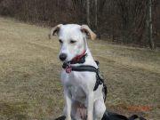 Bild zu Mein Hund der Geist - Baby Forum - Allgemeine Themen