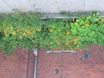 Bild zu Blumen oder Unkraut? - Baby Forum - Allgemeine Themen