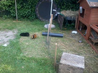 Bild zu ich habe mich vielleicht erschrocken, als ich heute nachmittag in den garten kam - Baby Forum - Allgemeine Themen