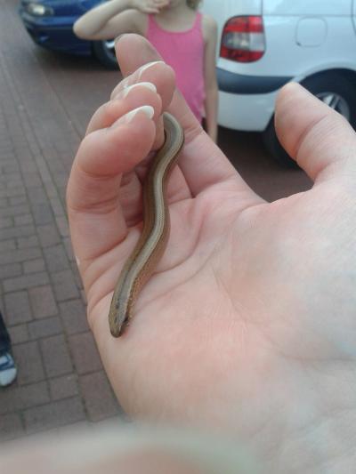 Bild zu Wir hatten heute einen kleinen Besucher - Baby Forum - Allgemeine Themen