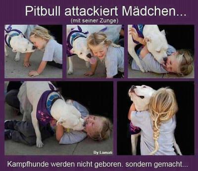 Bild zu Gab es vor kurzem hier nicht eine Kampfhund-Diskussion? - Baby Forum - Allgemeine Themen