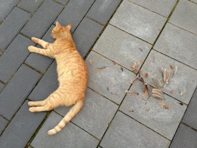 Bild zu Ich glaube.... - Baby Forum - Allgemeine Themen