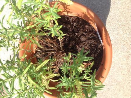 Bild zu 