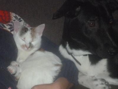 Bild zu Nochmal zu Hund-Katze-Maus aus Kleinanzeigen - Baby Forum - Allgemeine Themen