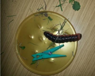 Bild zu Die Kinder haben heute diese Riesenraupe gefunden.... - Baby Forum - Allgemeine Themen