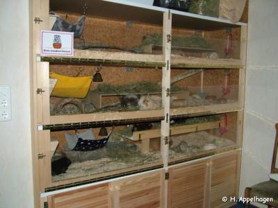 Bild zu meine meeschweinchen sind schwer beleidigt... - Baby Forum - Allgemeine Themen