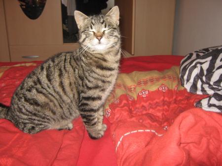 Bild zu 