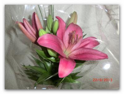 Bild zu Lilien = Trauerblumen ? - Baby Forum - Allgemeine Themen