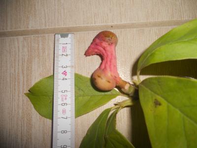 Bild zu Weiß jemand was das für ein Baum ist? - Baby Forum - Allgemeine Themen