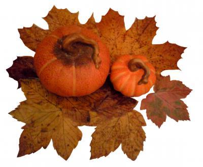 Bild zu kleine herbstliche Bastelidee - Baby Forum - Allgemeine Themen