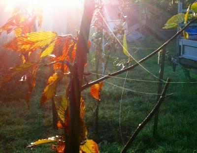 Bild zu Altweibersommer.... - Baby Forum - Allgemeine Themen