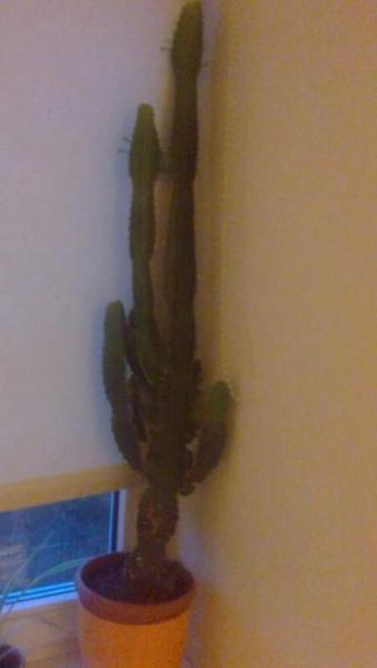 Bild zu Welche Pflanze ist das? Giftig? - Baby Forum - Allgemeine Themen