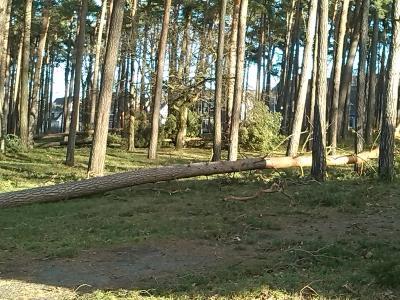 Bild zu Oje, Sturmschäden - Baby Forum - Allgemeine Themen