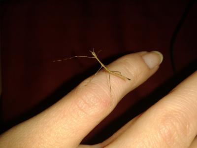 Bild zu Wir haben unser 1. Baby... - Baby Forum - Allgemeine Themen