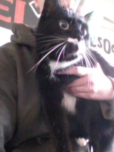 Bild zu Diese Katze - Baby Forum - Allgemeine Themen