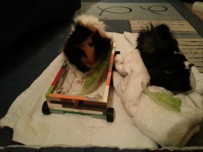 Bild zu unsere meerschweinchen brauchen nicht laufen.... - Baby Forum - Allgemeine Themen