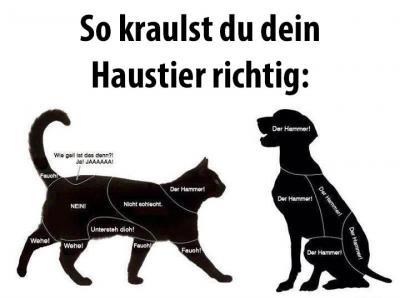 Bild zu für alle die sich einen Hund oder Katze zulegen wollen... - Baby Forum - Allgemeine Themen
