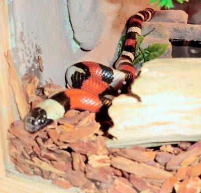 Bild zu SiloPo.... Mein terrarium ist fertig ;) - Baby Forum - Allgemeine Themen