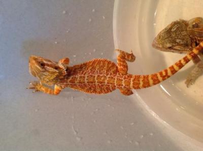 Bild zu Silipo Bartagame... - Baby Forum - Allgemeine Themen